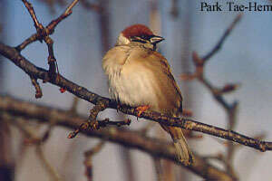 Image of Eurasian Tree Sparrow