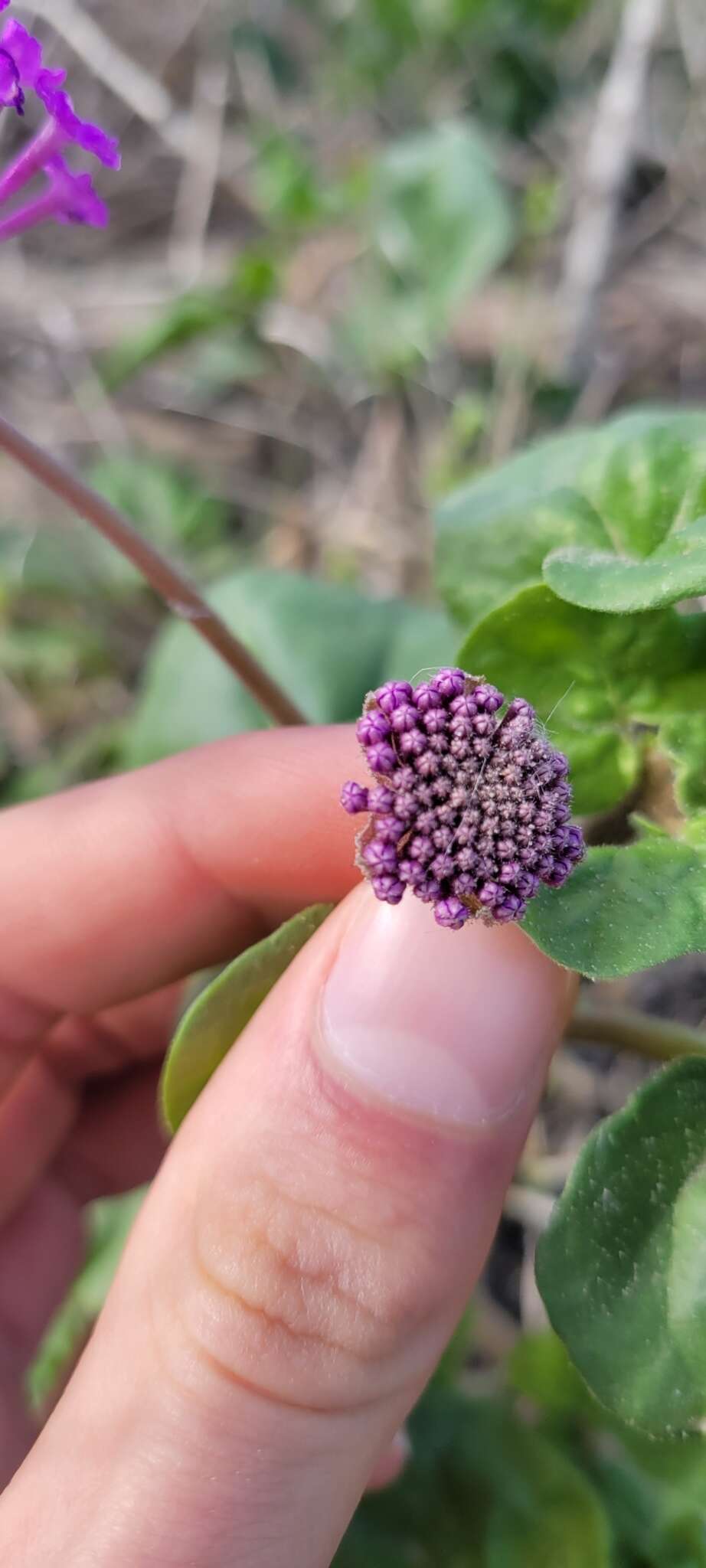 Imagem de Abronia ameliae Lundell