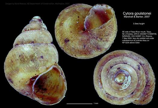 Image of Cytora goulstonei B. A. Marshall & Barker 2007