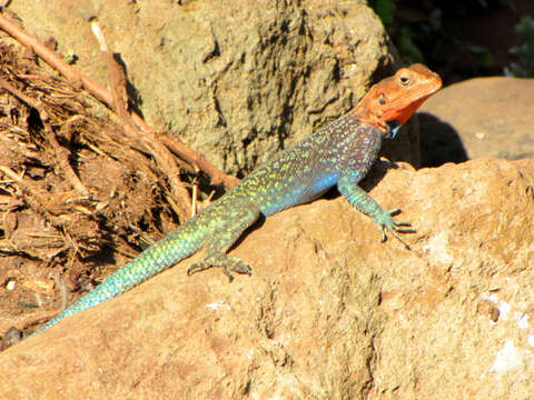 Image of Kenya Rock Agama