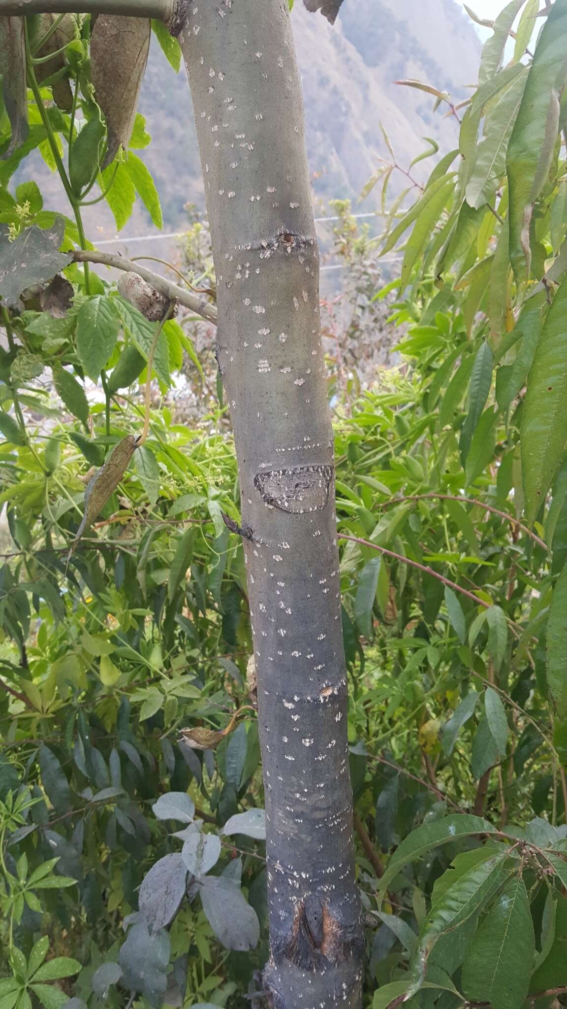 Image of Populus ciliata Wall. ex Royle