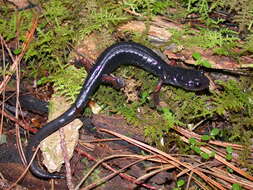 Image of Red-legged Salamander