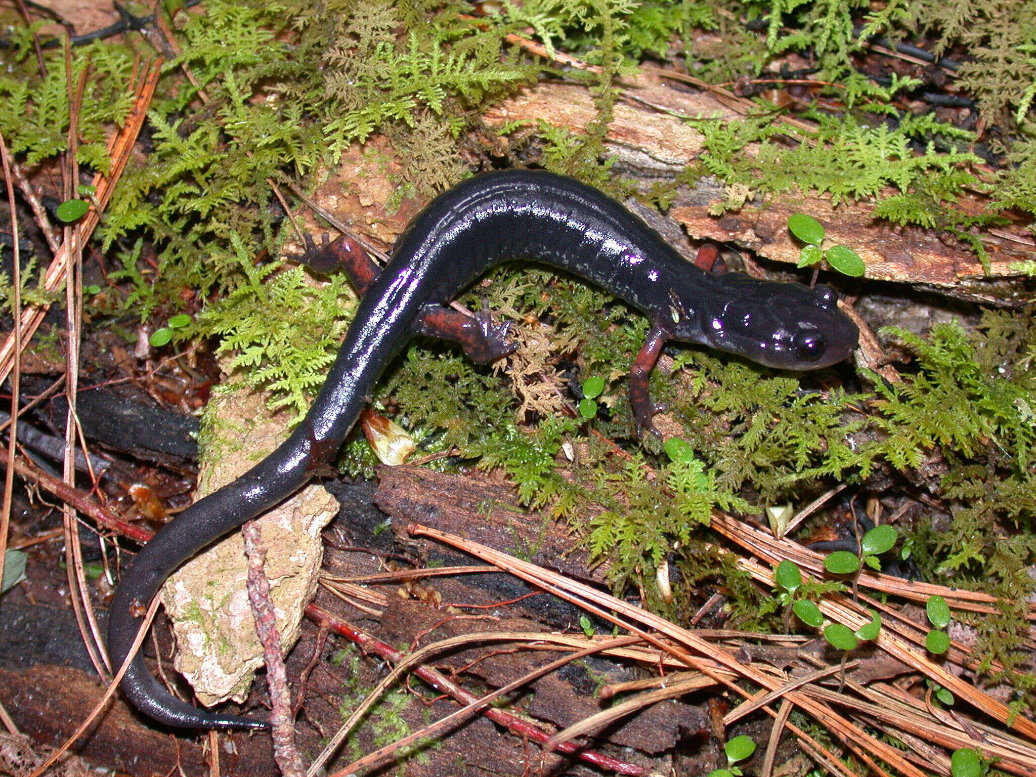 Image of Red-legged Salamander
