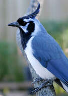 Image of Magpie-jay