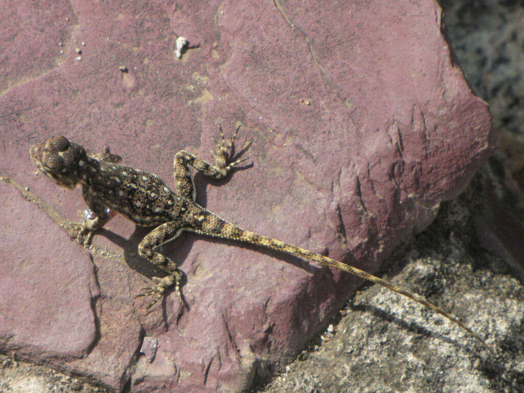 Image of Kenya Rock Agama