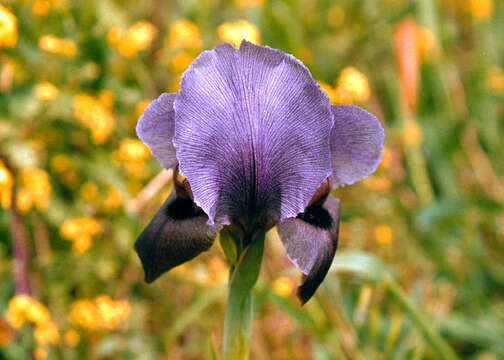 Image of Gilboa Iris