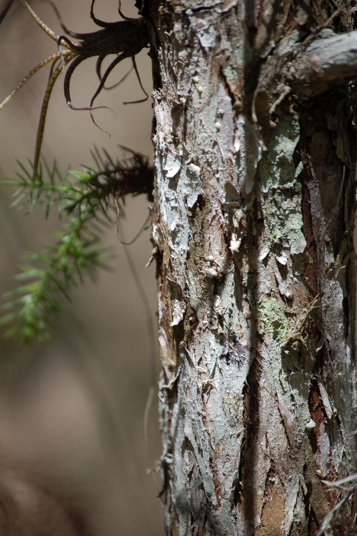 Plancia ëd Juniperus comitana Martínez