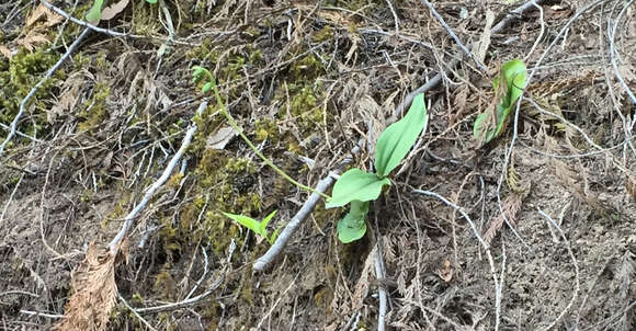 Image of Clustered lady's slipper