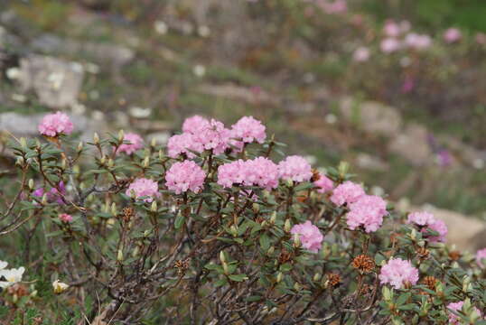 Image of Rhododendron adamsii Rehder