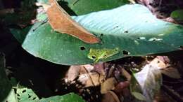 Image of Lemur Leaf Frog