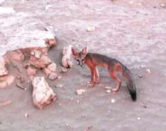 Image of Desert Fox