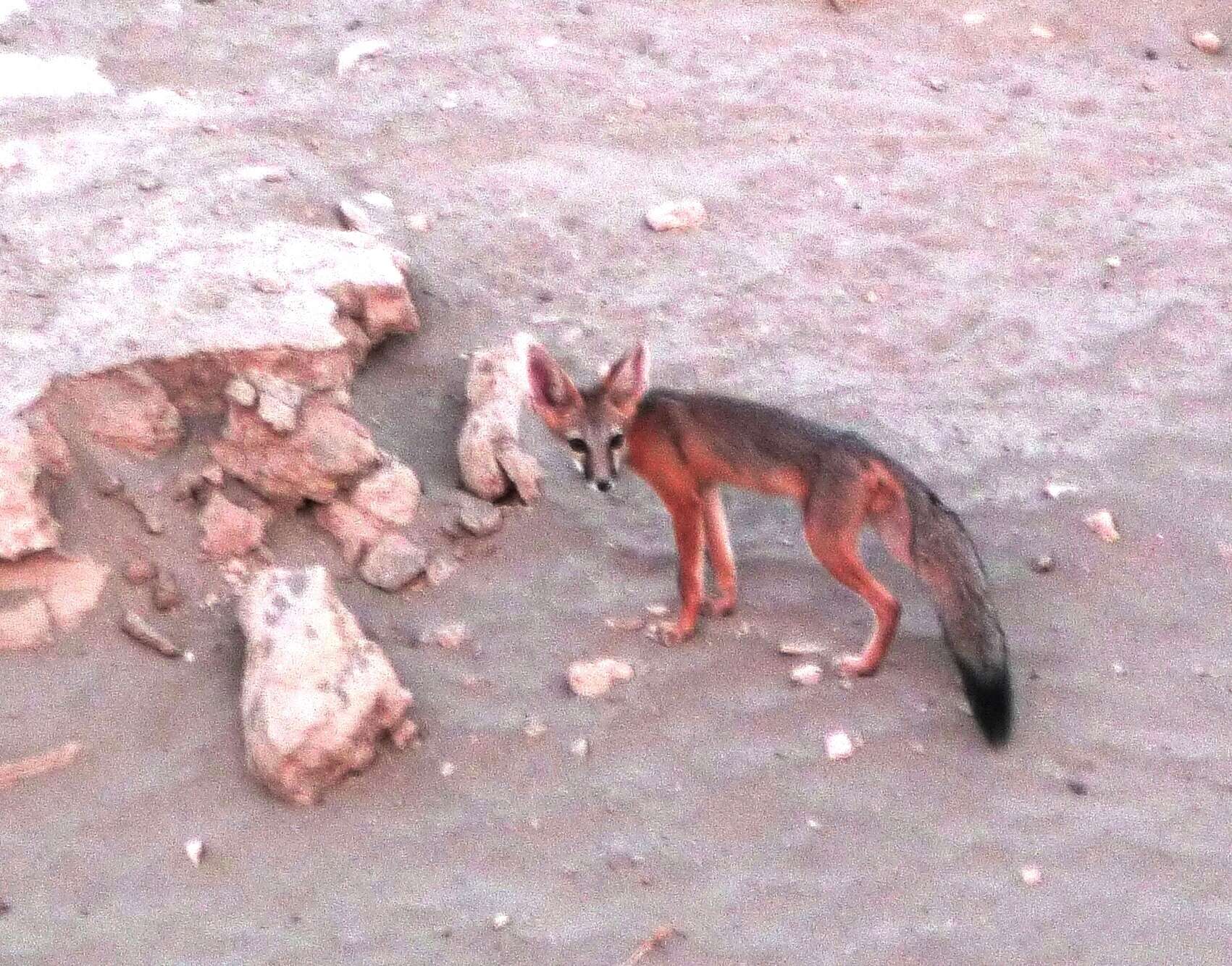 Image of Desert Fox