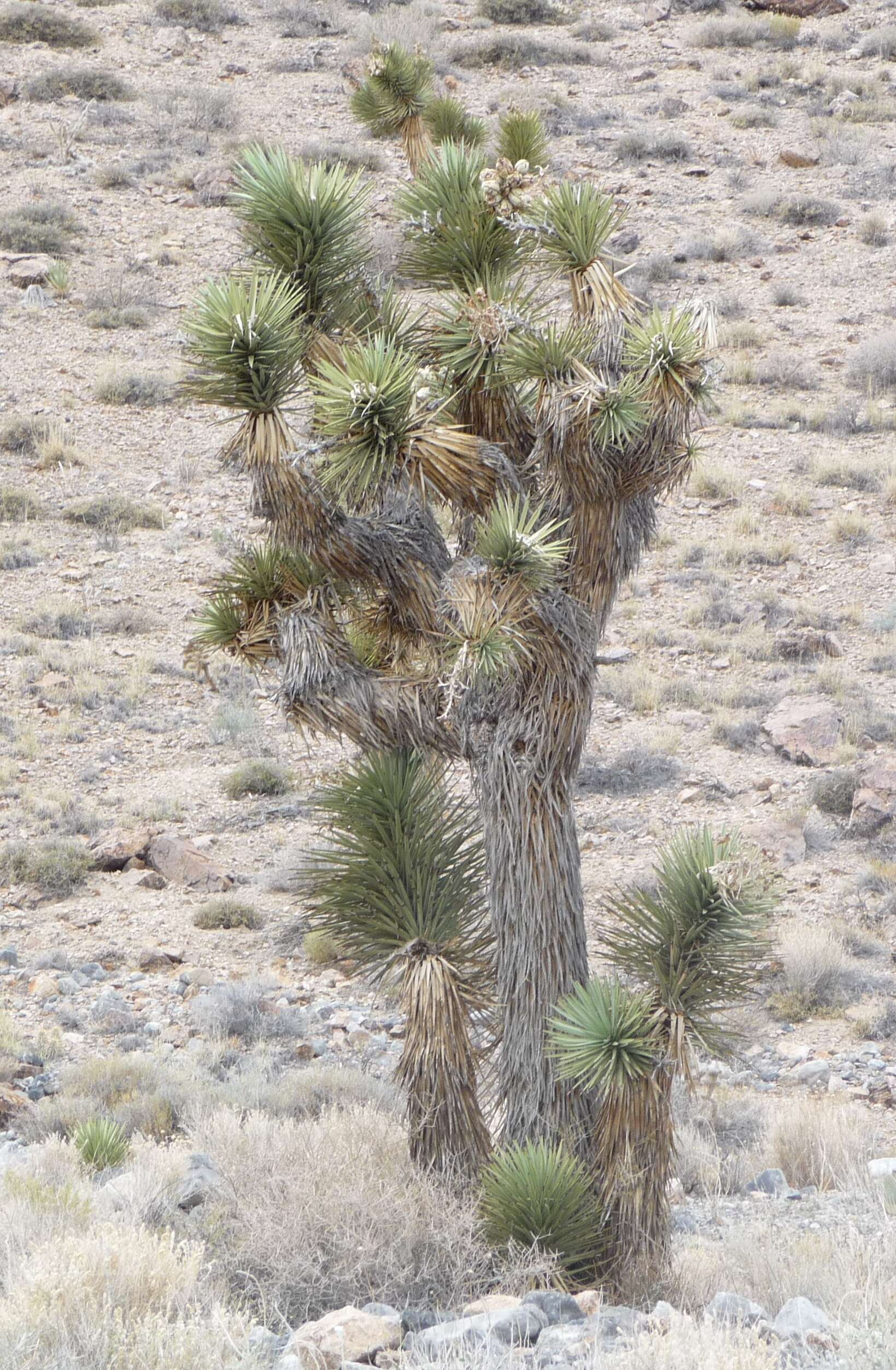 Image of Joshua tree