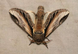 Image of Greater Swallow Prominent