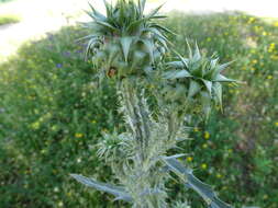 Image of Illyrian cottonthistle