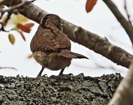 Image of South African Wryneck