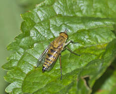 Image of Thereva inornata Verrall 1909