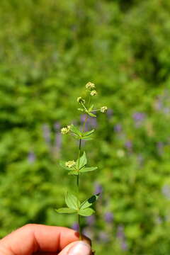 Galium oreganum Britton resmi