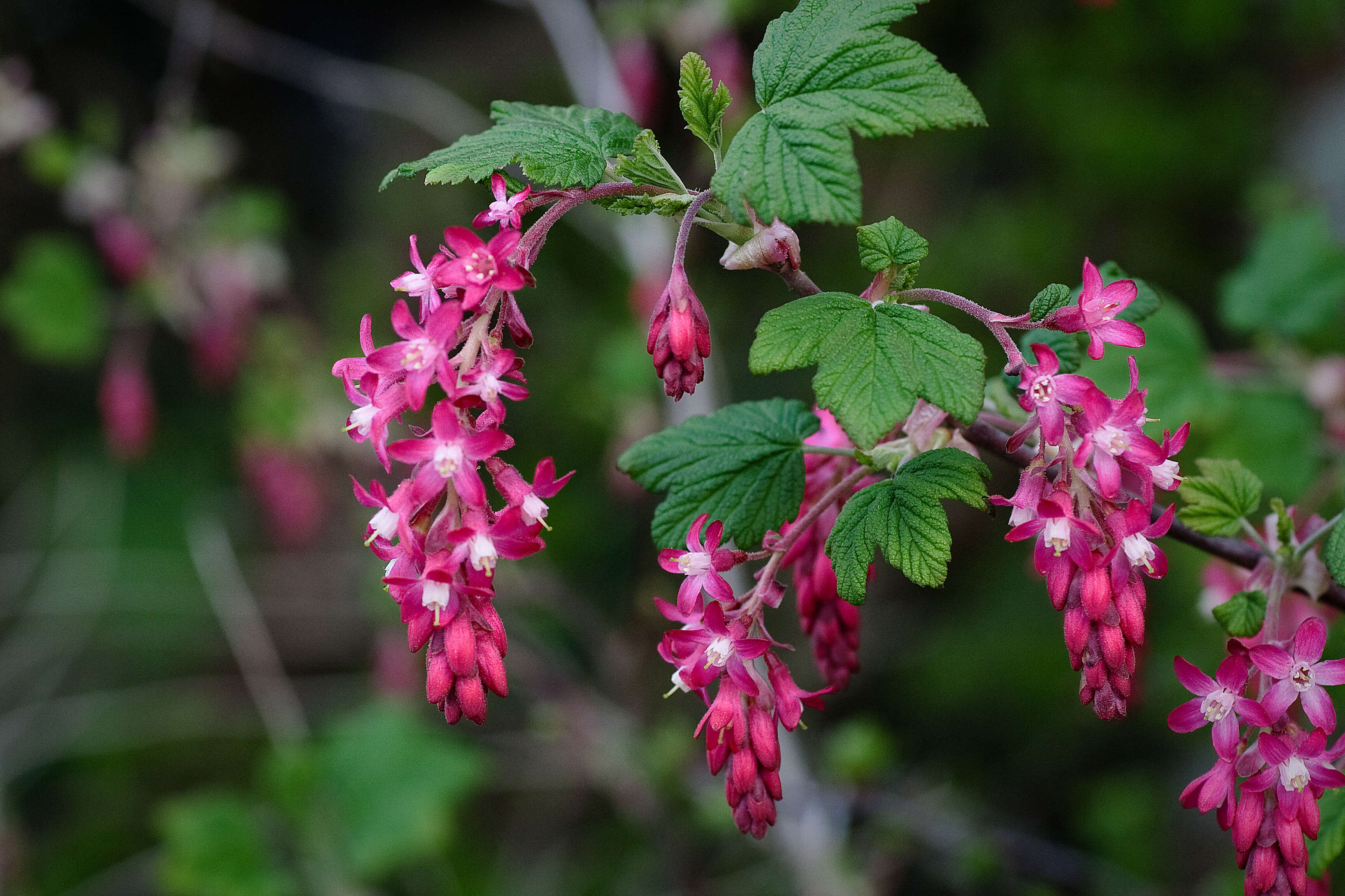 Imagem de Ribes sanguineum Pursh