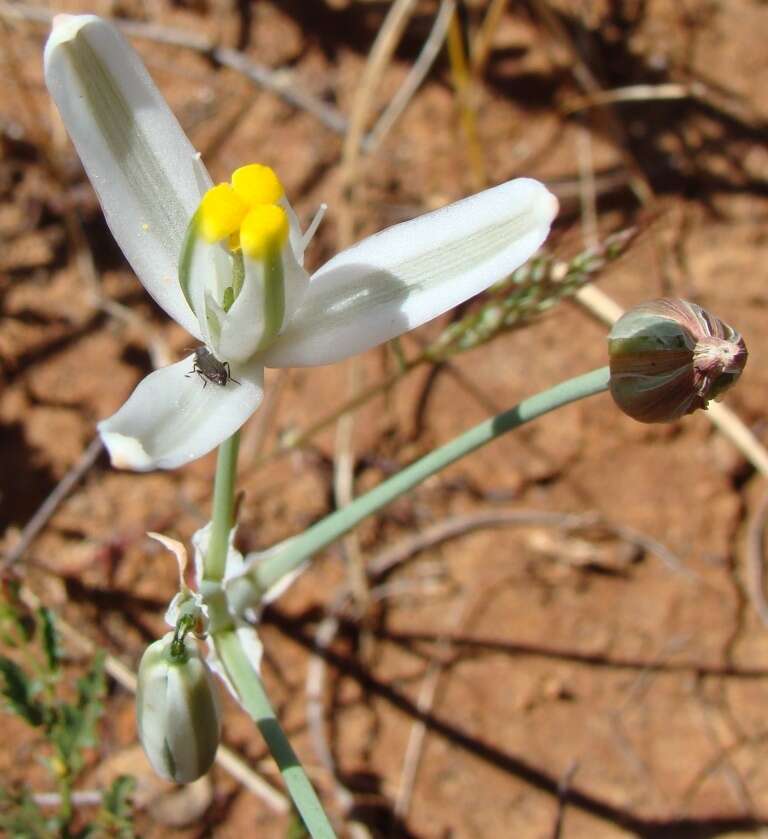 Image de Albuca longipes Baker