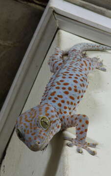 صورة Gekko gecko (Linnaeus 1758)