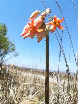 Image of Cotyledon orbiculata var. oblonga (Haw.) DC.