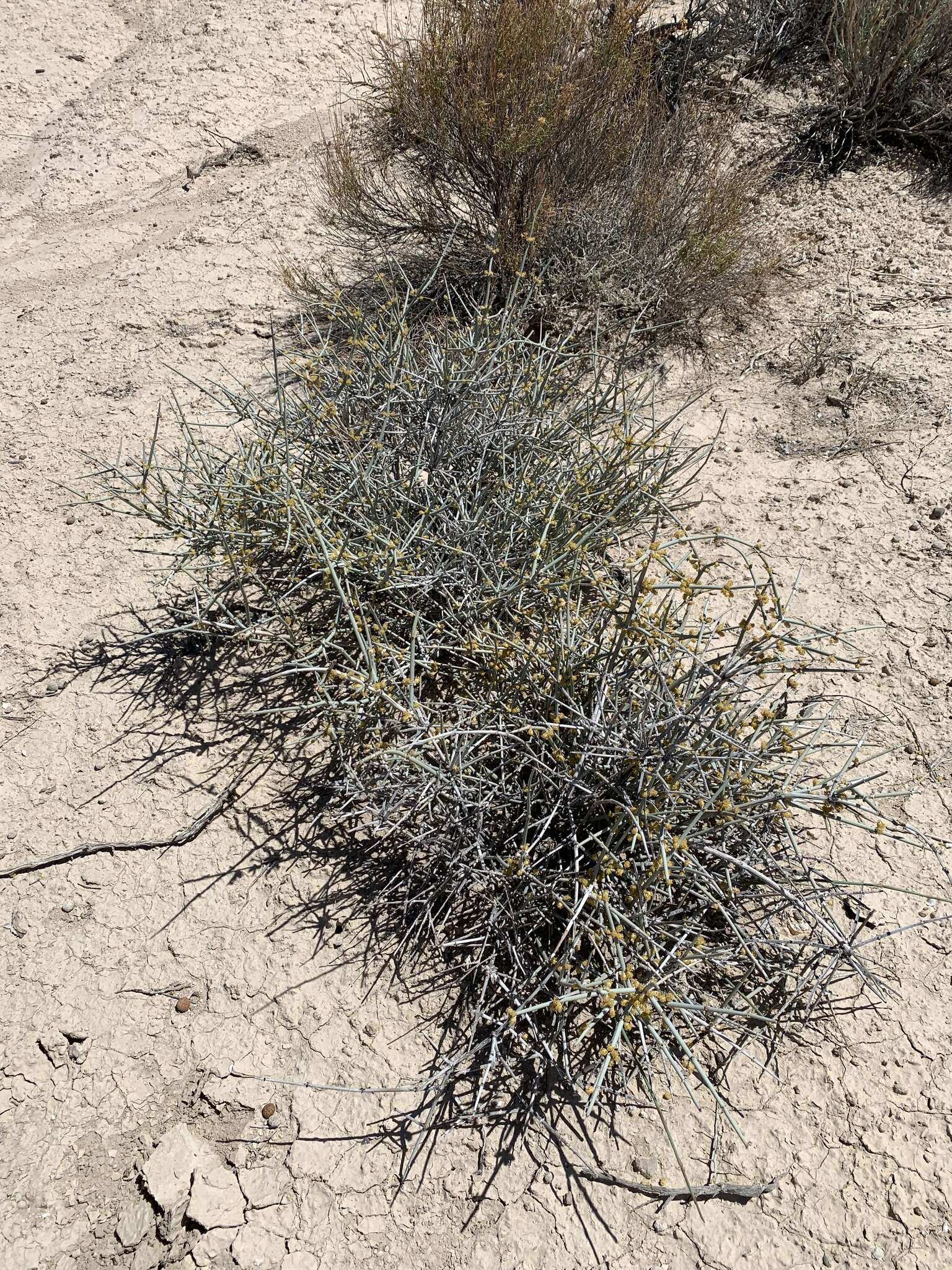 Imagem de Ephedra funerea Coville & C. V. Morton