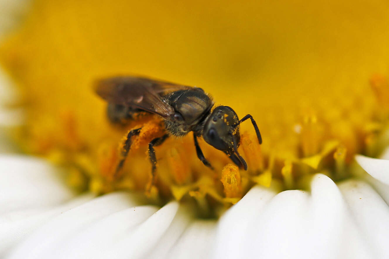 Слика од Lasioglossum versatum (Robertson 1902)