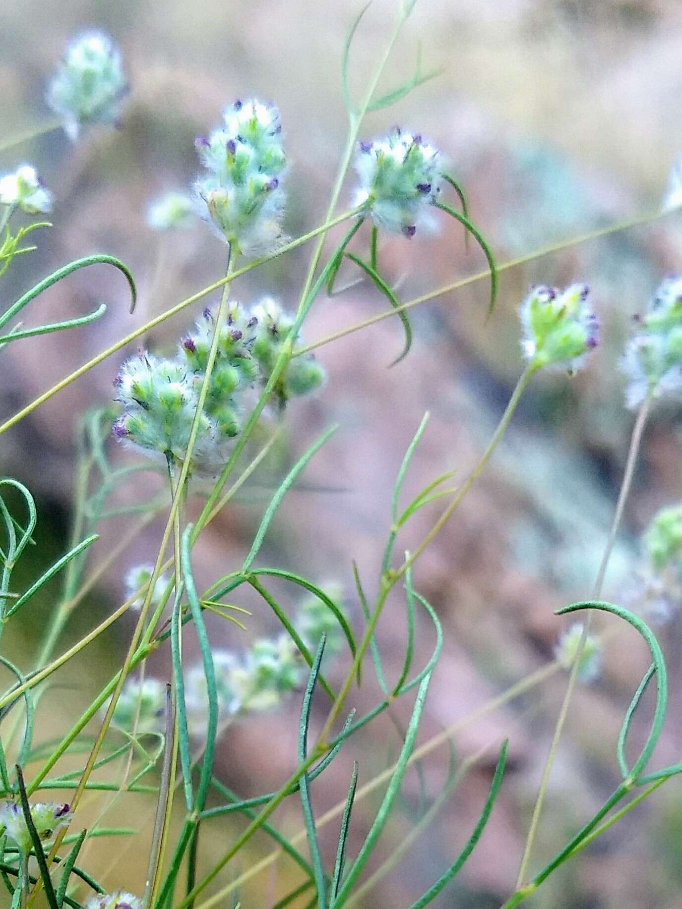 Plancia ëd Dalea filiformis A. Gray