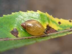 Image of amber snail