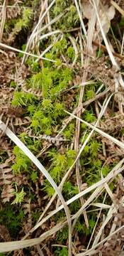 Image of sphagnum