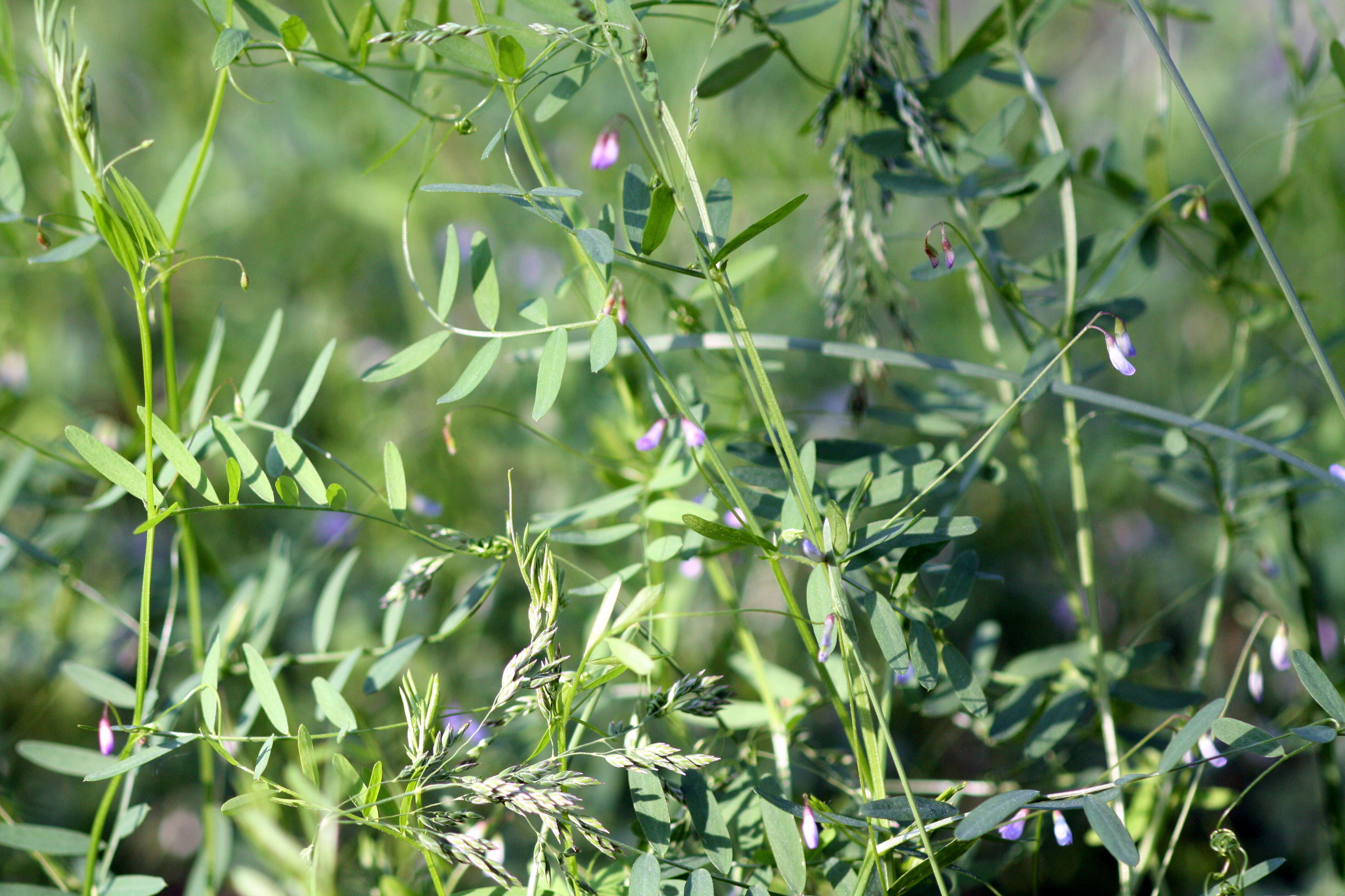 Image of lentil vetch