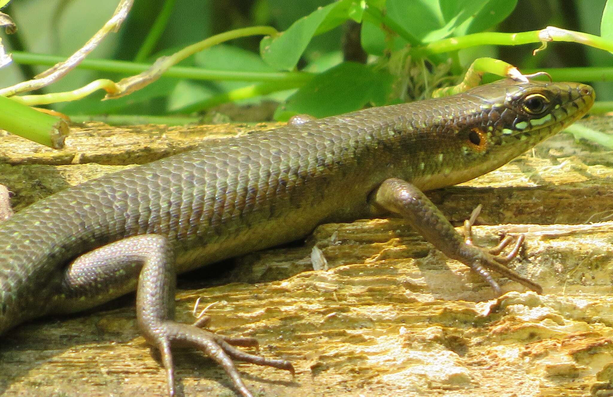 Image of Trachylepis thomensis Ceríaco, Marques & Bauer 2016