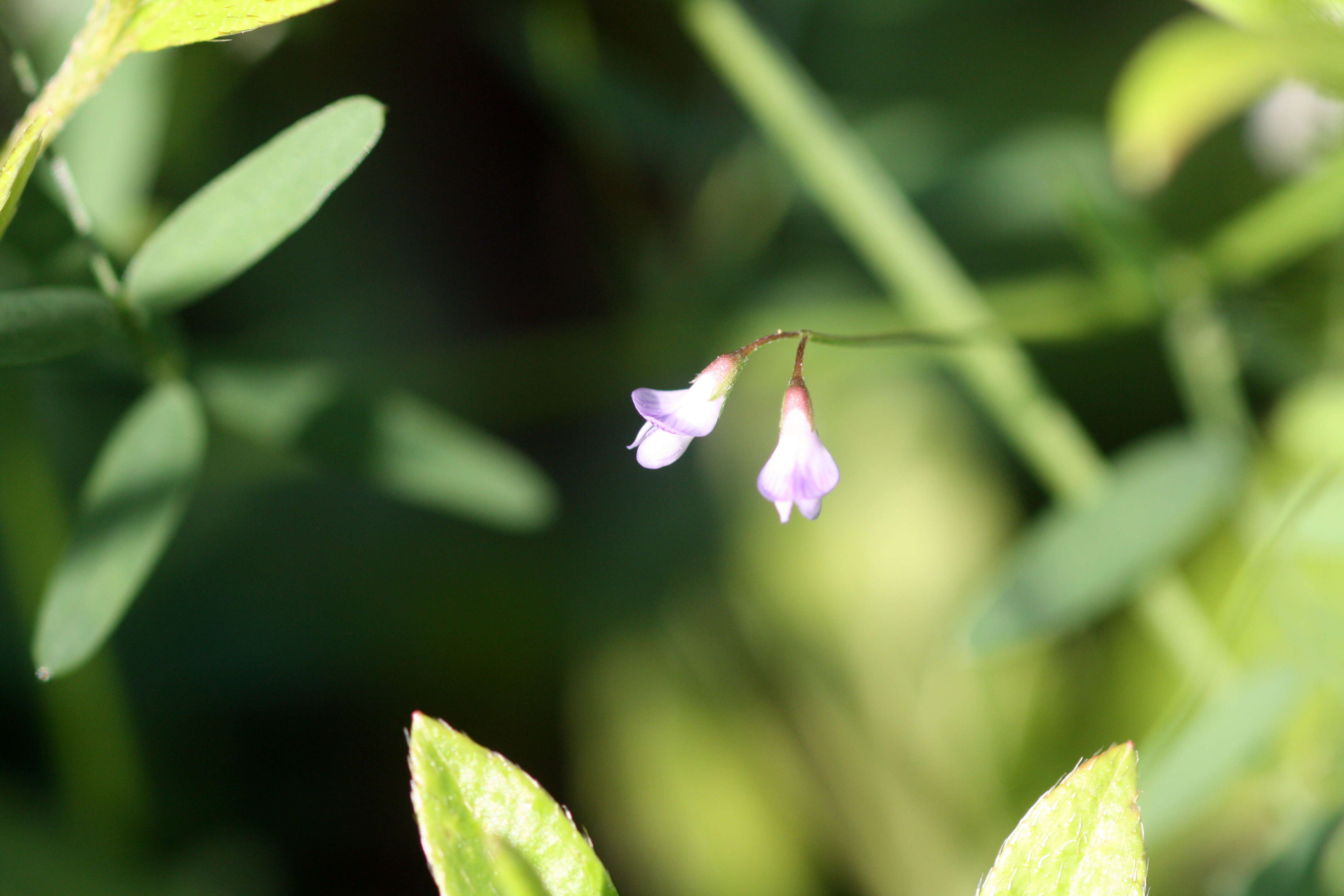 Image of lentil vetch