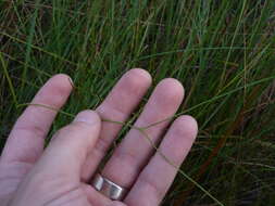 Image of Piedmont Cowbane