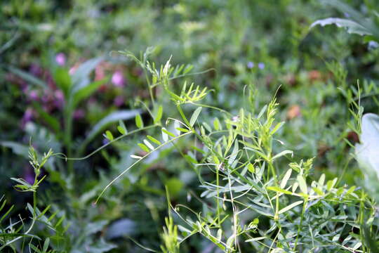 Image of lentil vetch