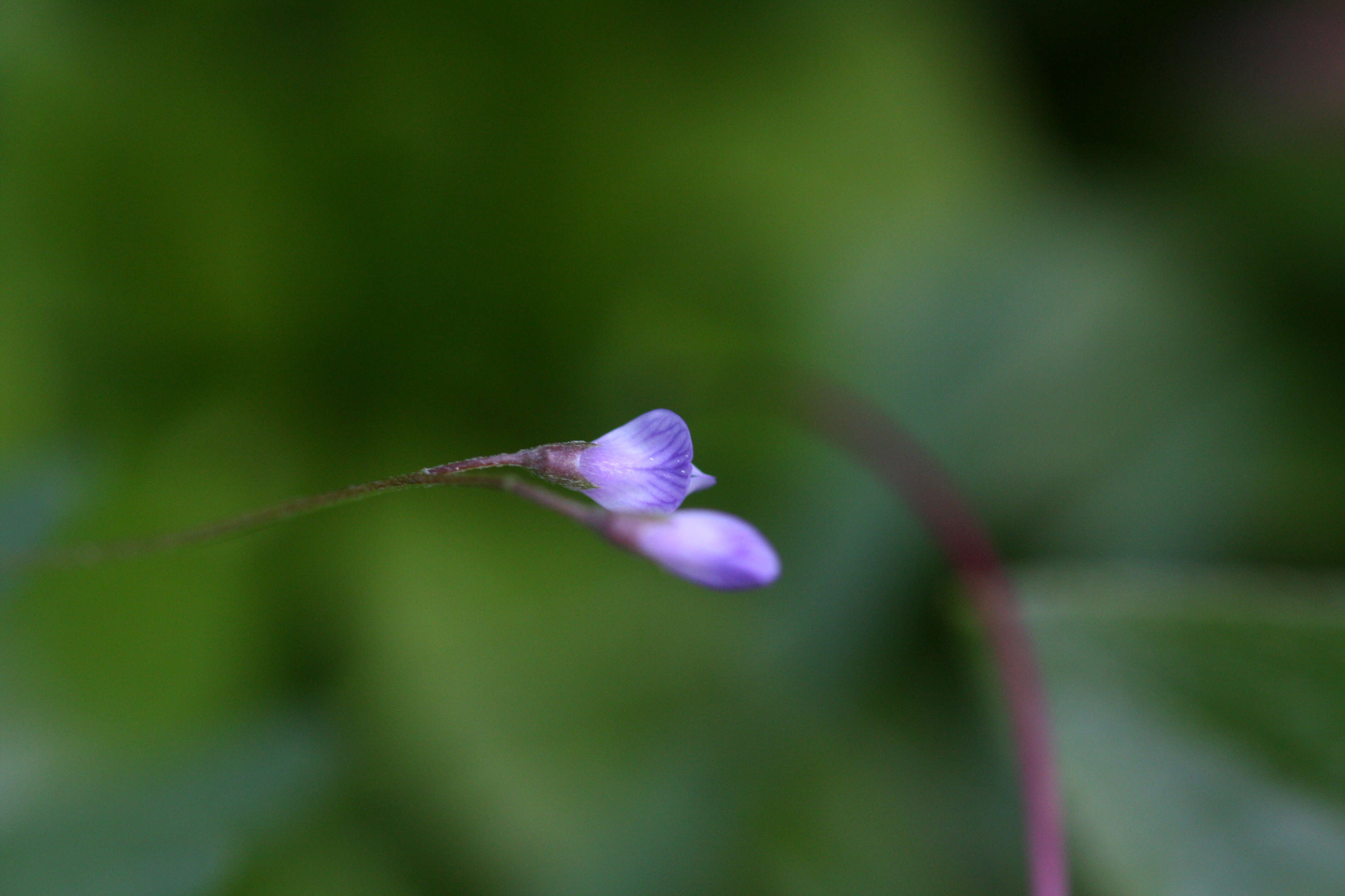 Image of lentil vetch