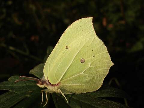 Imagem de Gonepteryx rhamni (Linnaeus 1758)