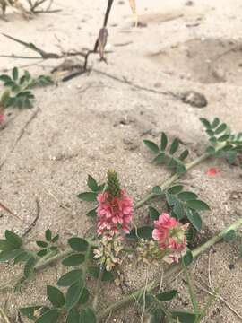 Indigofera spicata var. spicata resmi