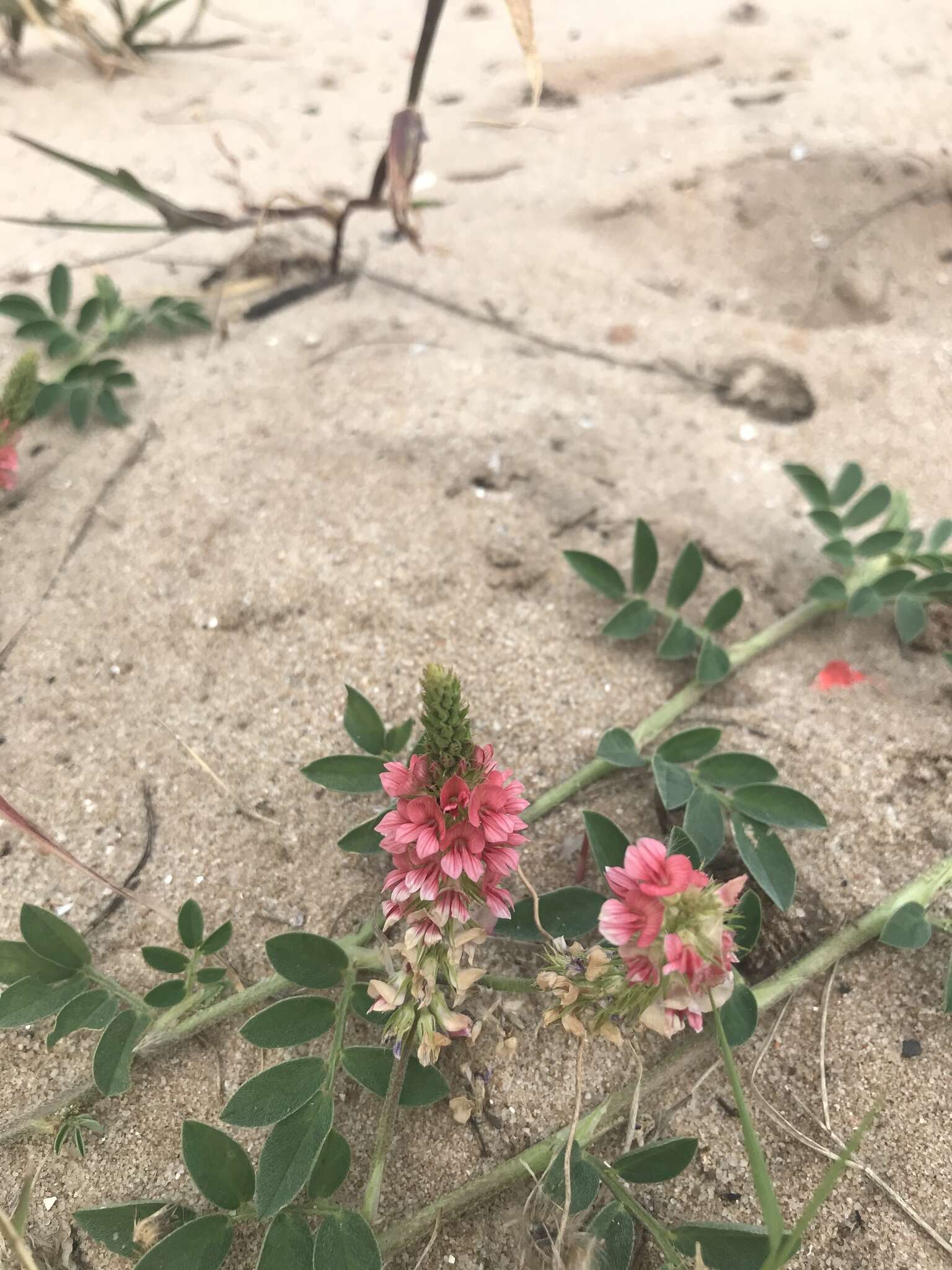 Image of Indigofera spicata var. spicata