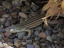 Image of New Mexico whiptail