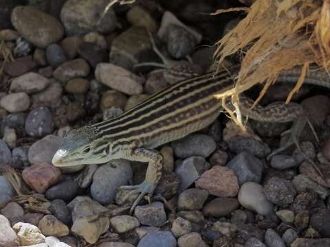 Image of New Mexico whiptail