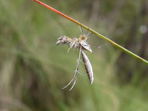 Stangeia xerodes (Meyrick 1886) resmi