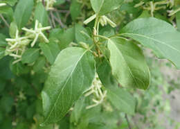 صورة Marsdenia rubicunda (K. Schum.) N. E. Br.