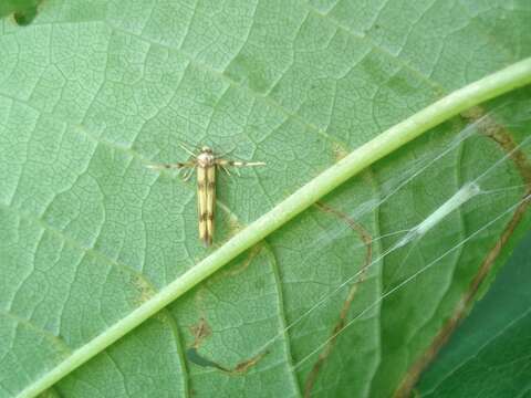 Слика од Stathmopoda pedella Linnaeus 1761