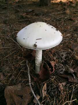 Image of Amanita bisporigera G. F. Atk. 1906