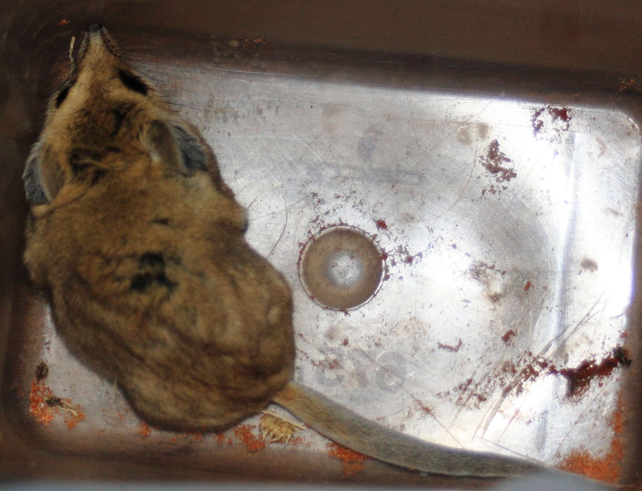 Image of Fat-tailed Dunnart