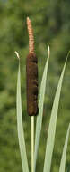 Image of broadleaf cattail