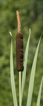 Image of broadleaf cattail