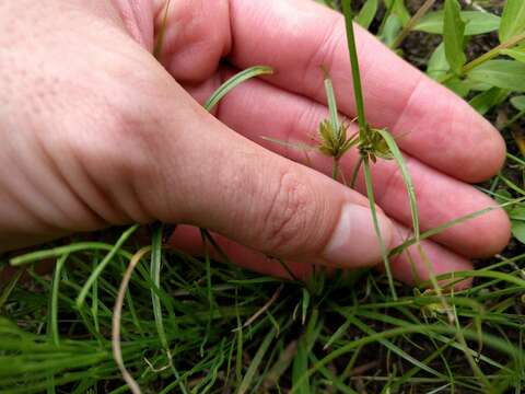 Image of Yellow Flat Sedge